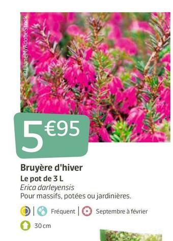 Bruyère d'hiver