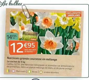 Narcisses grande couronne en mélange