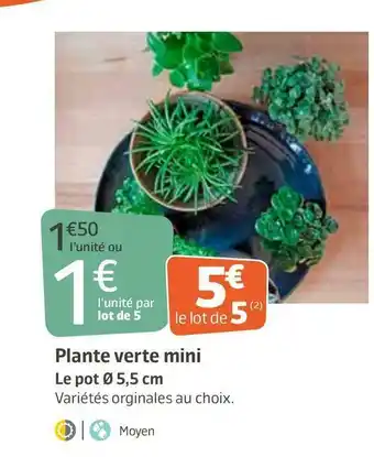 Plante verte mini