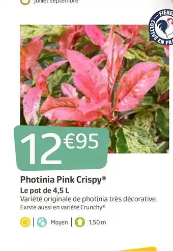 Crispy photinia pink