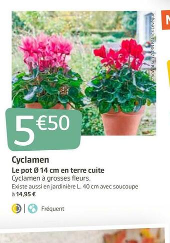Cyclamen