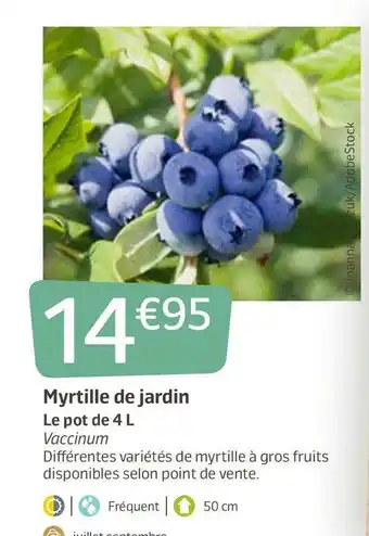 Jardiland Myrtille de jardin offre