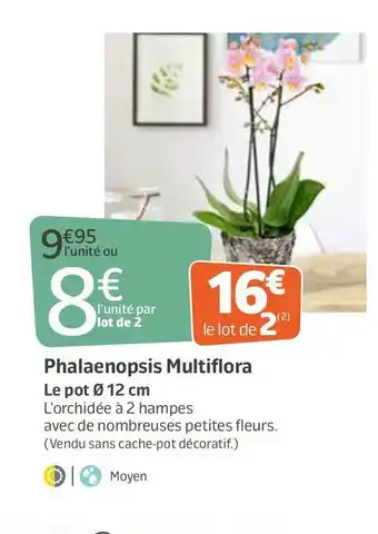 Jardiland Phalaenopsis multiflora offre