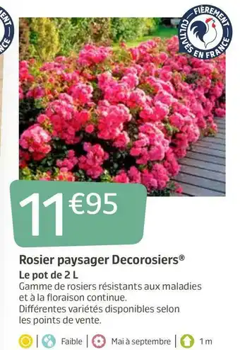 Jardiland Decorosiers rosier paysager offre
