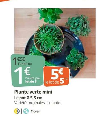 Jardiland Plante verte mini offre