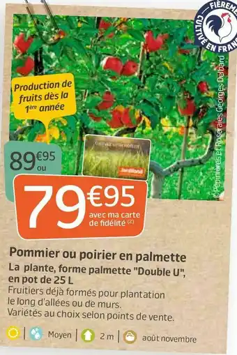 Pommier ou poirier en palmette la plante, forme palmette double u, en pot de 25 l