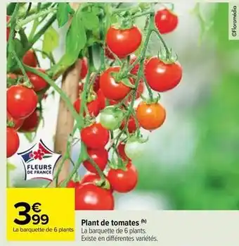 Carrefour Market Plant de tomates offre