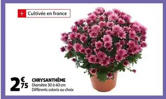 Auchan Chrysanthème offre