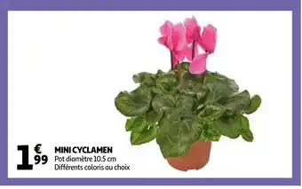 Auchan Mini Cyclamen offre
