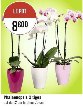 Géant Casino Phalaenopsis 2 tiges offre