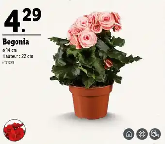 Lidl Begonia offre