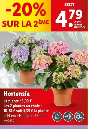 Lidl Hortensia offre