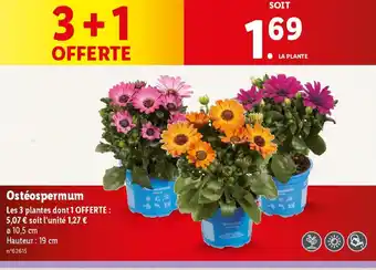 Lidl Ostéospermum offre