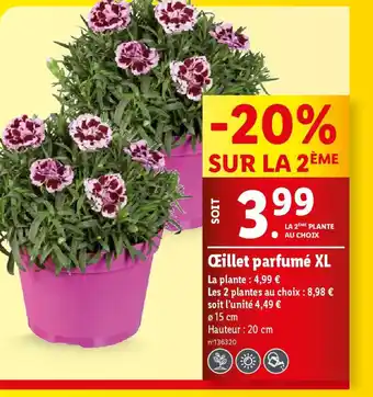 Lidl Œillet parfumé XL offre