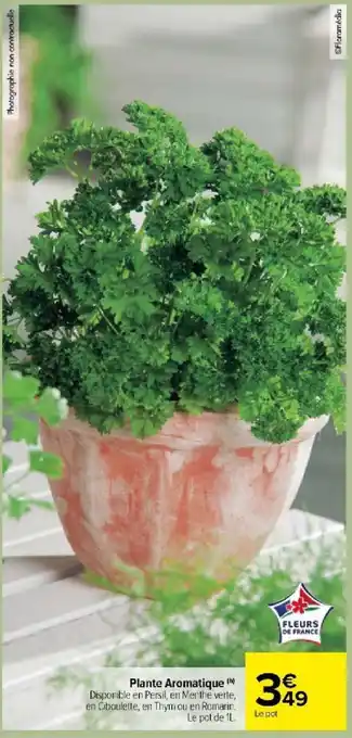 Plante Aromatique