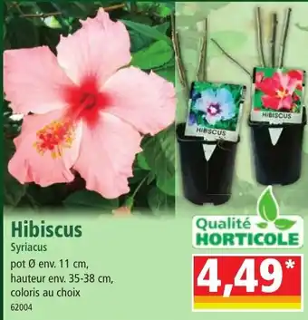 Norma Hibiscus Syriacus offre