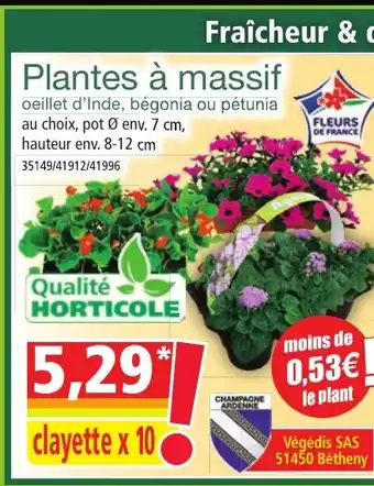 Norma Plantes à massif offre