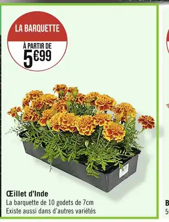 Œillet d’Inde