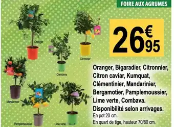 Oranger, Bigaradier, Citronnier,
