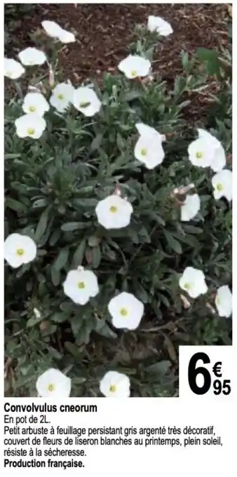 Tridôme Convolvulus cneorum En pot de 2L. offre