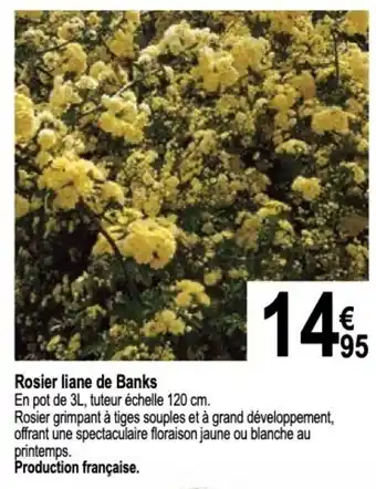 Rosier liane de Banks