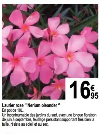 Tridôme Laurier rose "Nerium oleander" offre