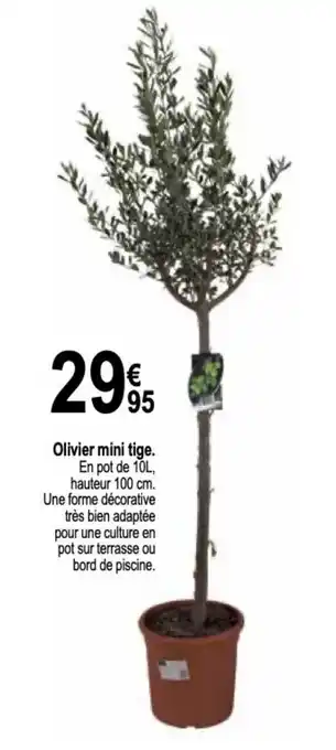Olivier mini tige.