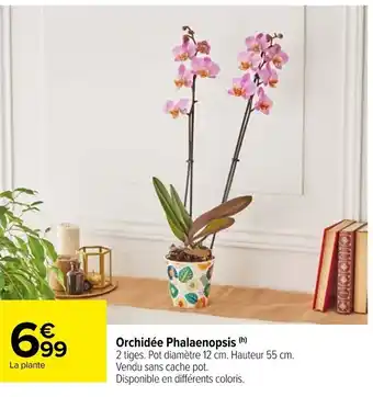 Carrefour Market Orchidée Phalaenopsis (h) offre