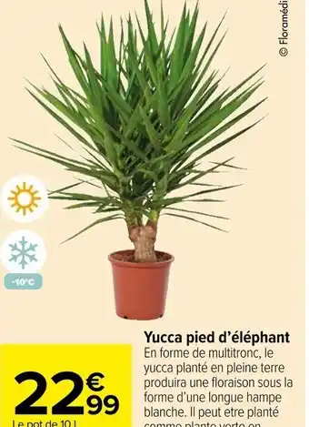 Carrefour Market Yucca pied d'éléphant offre