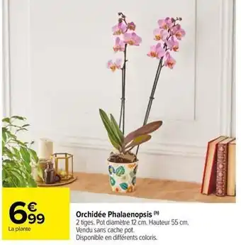 Carrefour Drive Orchidée phalaenopsis offre