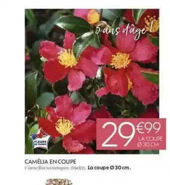 Camélia En Coupe