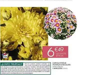 Truffaut Chrysanthème Compon Unicolore offre
