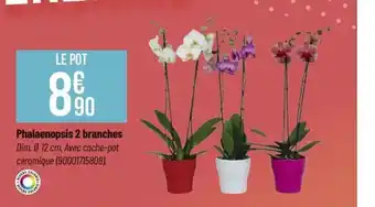 Phalaenopsis 2 branches