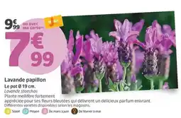 Carrefour Café moulu offre