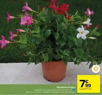 Carrefour Fleurs offre