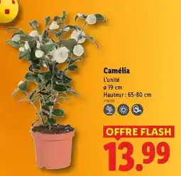 Auchan Black & decker - outil oscillatoir multifonctions offre