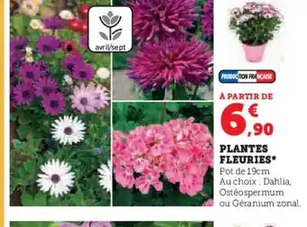 Hyper U PLANTES FLEURIES offre