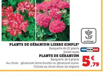 Hyper U PLANTS DE GÉRANIUM LIERRE SIMPLE offre