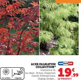 Hyper U Acer palmatum collection offre