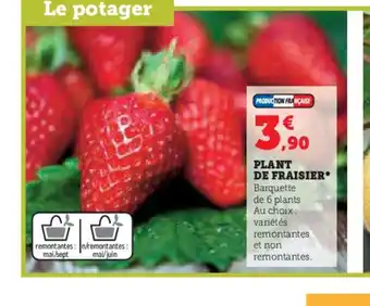 Hyper U PLANT DE FRAISIER offre