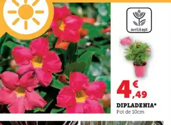 Hyper U DIPLADENIA offre