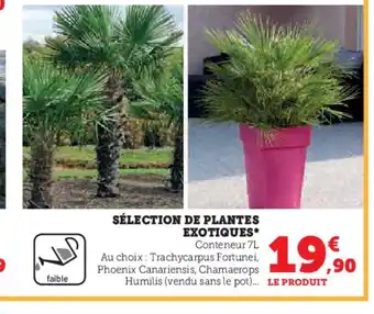 Hyper U SÉLECTION DE PLANTES EXOTIQUES offre