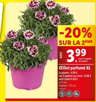 Lidl Œillet parfumé XL offre