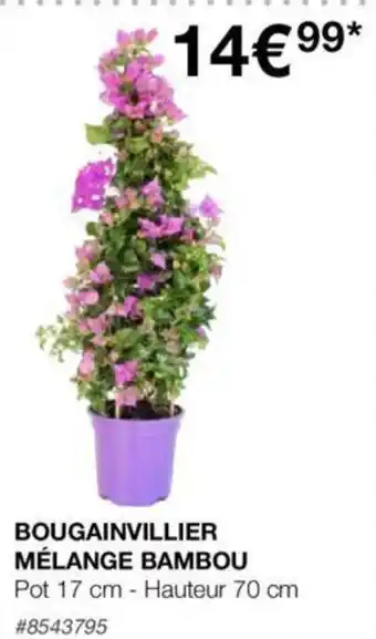 Costco BOUGAINVILLIER MÉLANGE BAMBOU offre