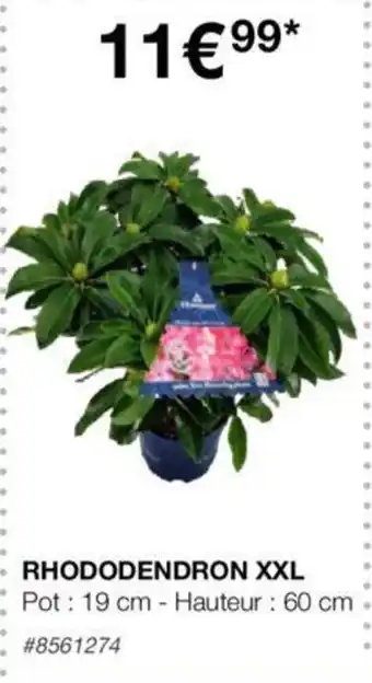 Costco RHODODENDRON XXL offre