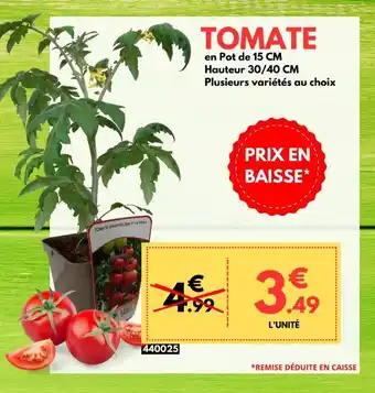 Trèfle Vert TOMATE offre