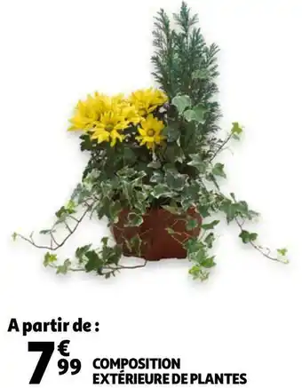 Auchan Composition extérieure de plantes offre