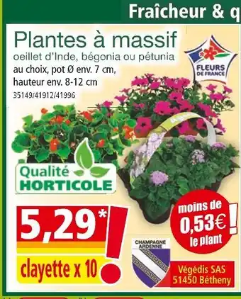 Norma Plantes à massif oeillet d’Inde, bégonia ou pétunia offre