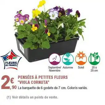 Pensées à Petites Fleurs