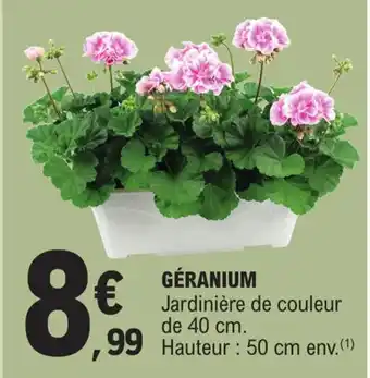 E.Leclerc GÉRANIUM Jardinière de couleur de 40 cm. offre